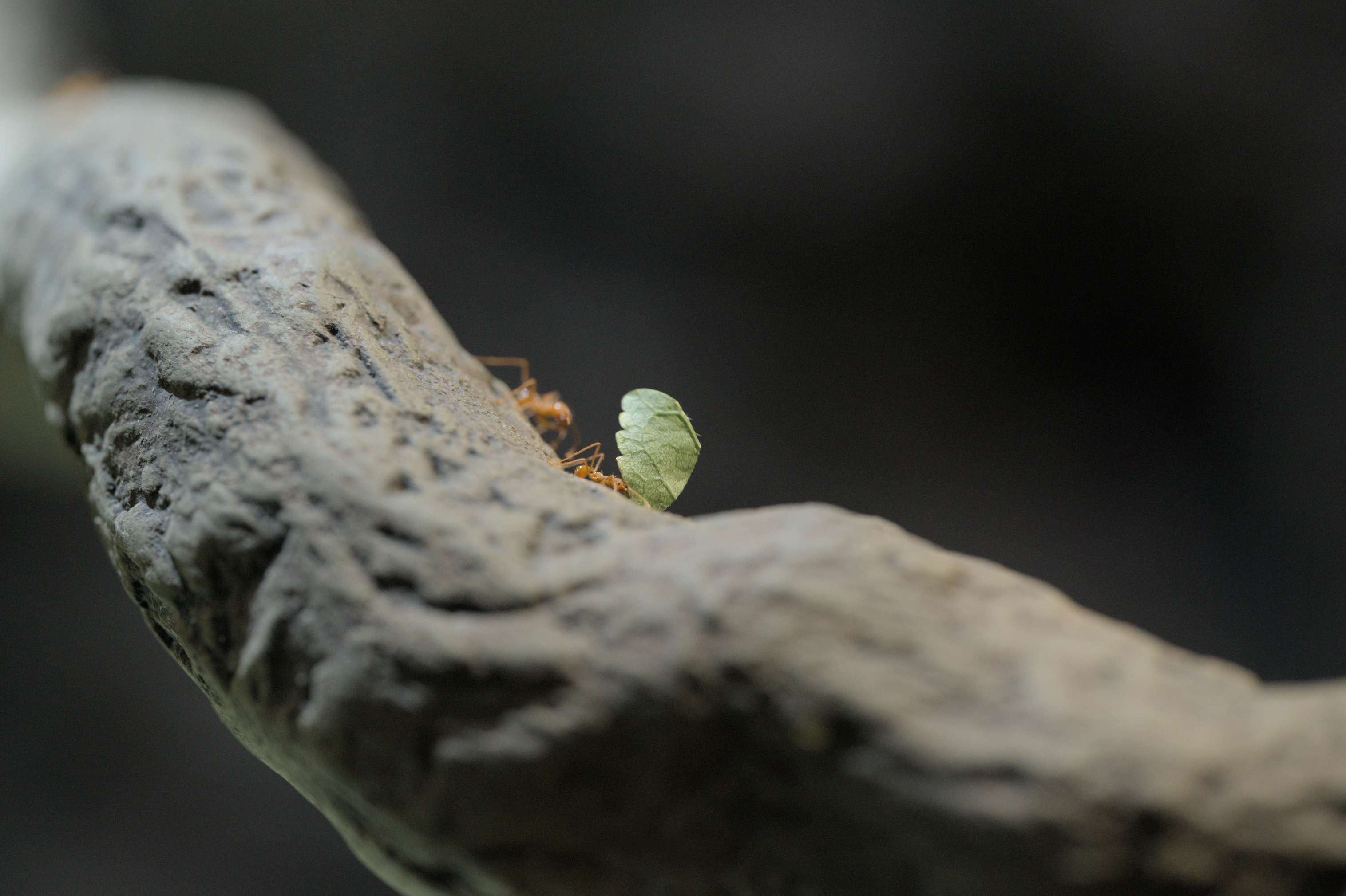 2025/10/12 - zoo/DSC_0234.jpg